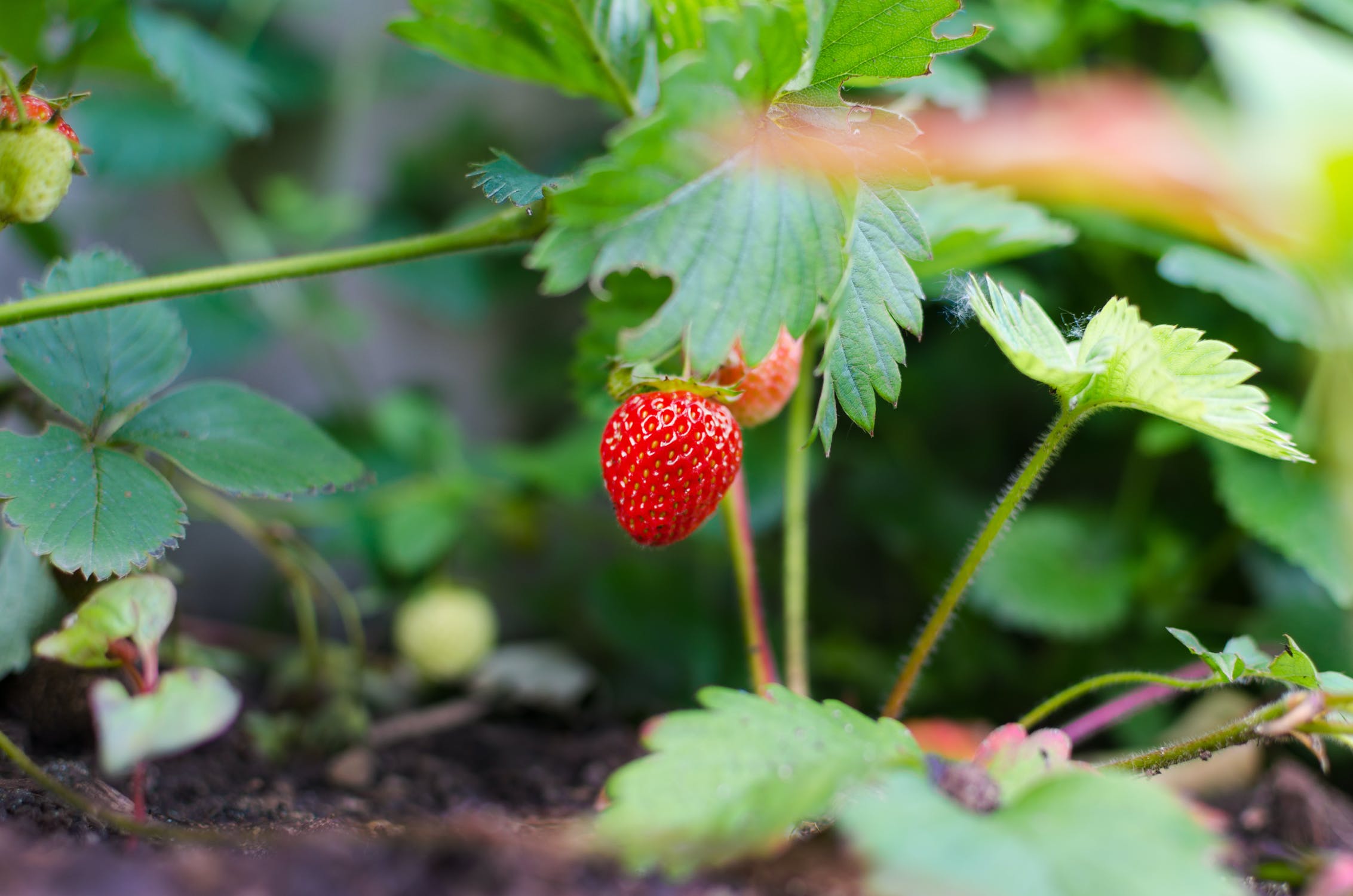 Pick Strawberries at Polcirkelbär