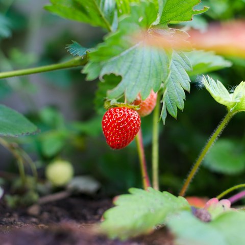Pick Strawberries at Polcirkelbär