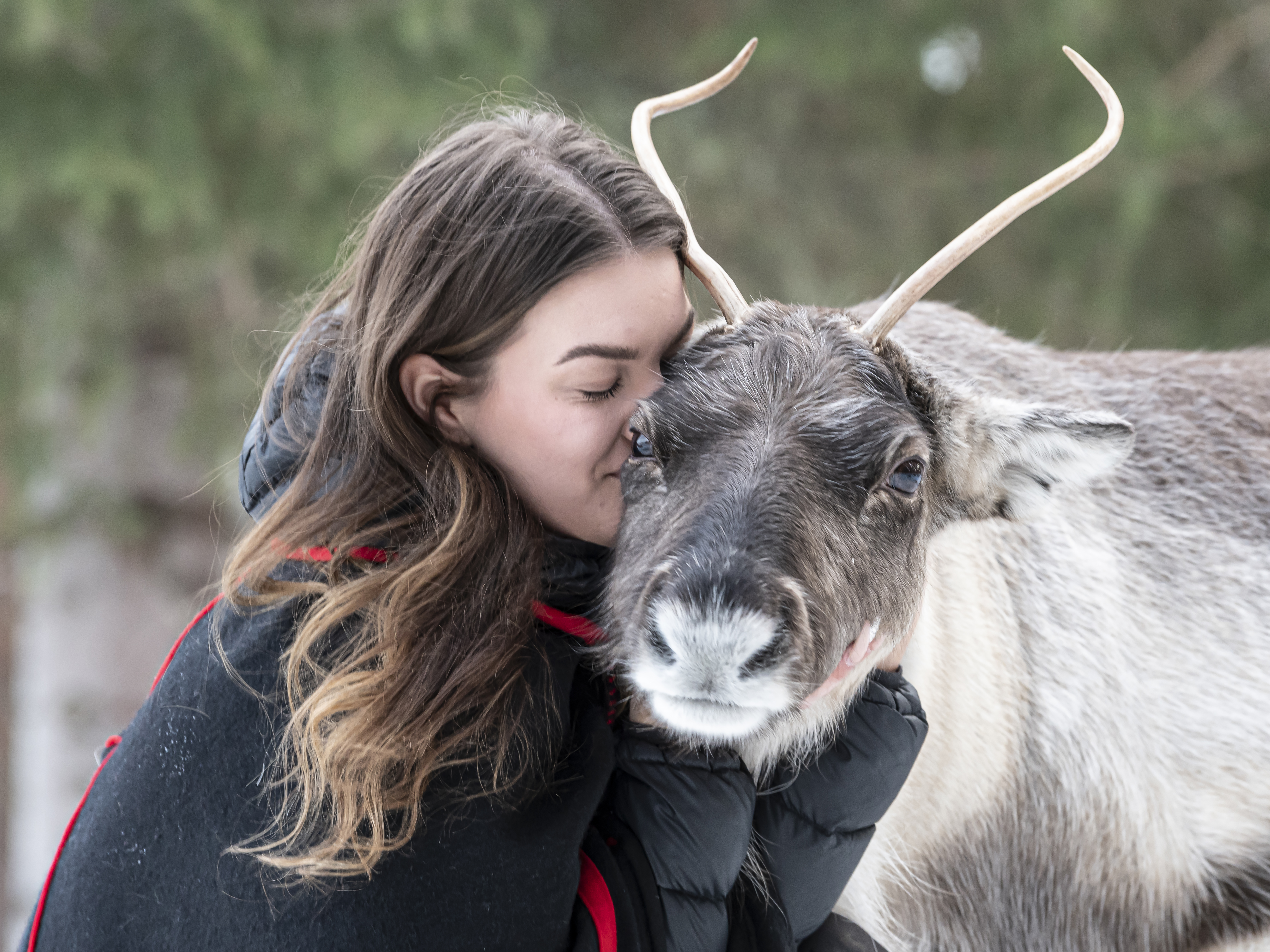 Kaati’s Reindeers – Farm shop and reindeer adventures
