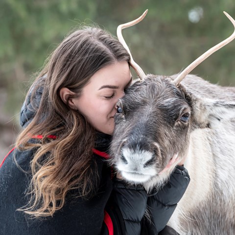 Kaati’s Reindeers – Farm shop and reindeer adventures